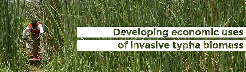 typha project