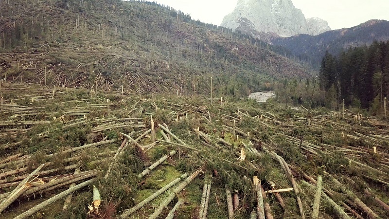 vaia foresta distrutta