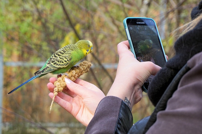 wwf ecotips cellulare